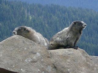 Marmots