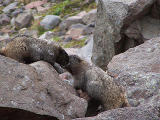 Marmots almost kissing