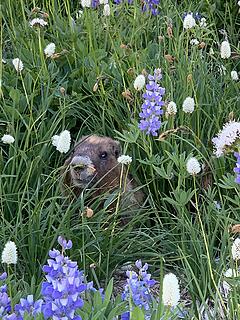 Grand Valley marmot