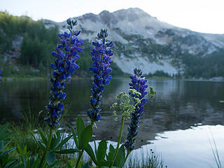 Lupine, the lake and the mountain