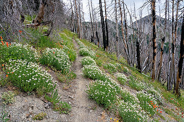 Trail to Hayden Pass