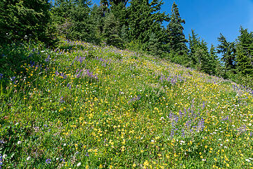 Wildflower meadows coming up from Lost Pass