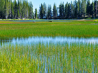 The marsh area of Crescent Lake