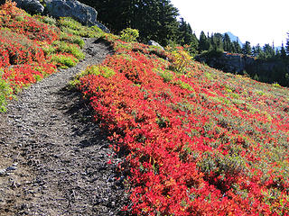 Trailside fall colors on Mt. Dickerman trail. 19