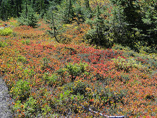Color in meadows descending Dickerman. 50