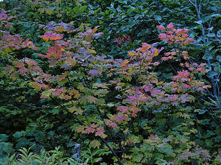 Fall colors on Dickerman trail.
