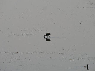 Passing the lone wader