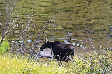 Moose near Granite Canyon TH
