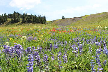 Lupine, Paintbrush, and more