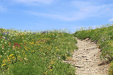 Pristine trail among the flowers