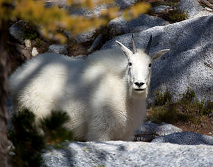 The Enchantments are not for the faint of goat.