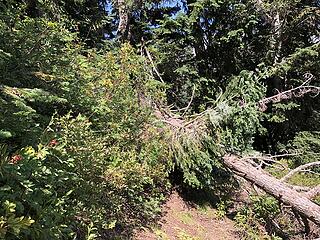 Downed tree, Boulder Pass to the Napeequa River 9/1-9/6/20