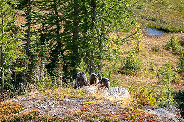 Close up crop of the marmots
