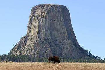 Bison and Devils Tower