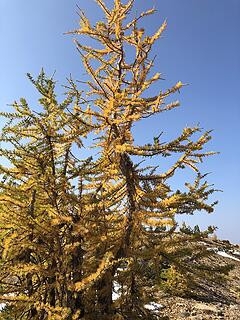 Crooked Larch