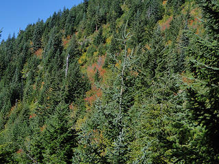 Fall colors on lower Shriner Peak trail.