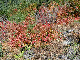 Fall colors on Shriner Peak trail.