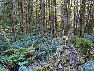 Once across the Pratt River we had 3500' of gain through forest just to get to the final summit climb. We expected a lot of brush but right off we only had to make our way through a forest filled with very healthy sword ferns.