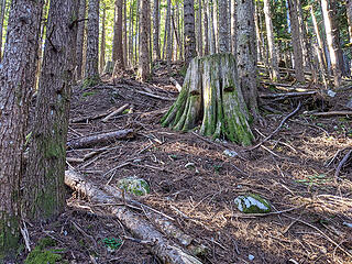 Springboard stump at 2100', still open forest