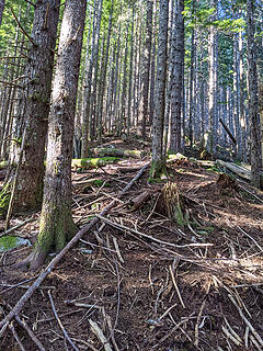 Continuing open second growth forest at 2300'