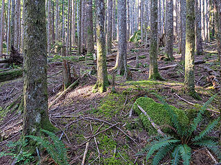 Open second growth forest at 1700'