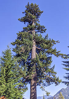 Big douglas fir at the talus field. Most were not this size, despite it being well above the upper limit of logging