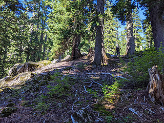 We broke into more open forest again near the base of the summit block at 4100', but still 1000' below the summit