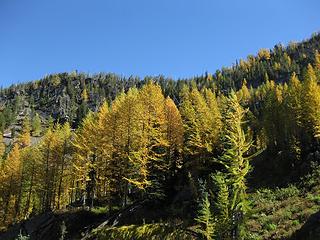 And did I mention...larches
