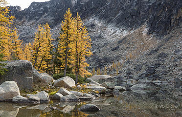 Lakeside larch flare