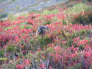 lots of marmots this weekend...