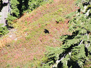 Very cute cub on the way up the Hoh Lk trail