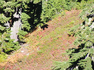 Momma following her cub on the way up the Hoh Lk trail