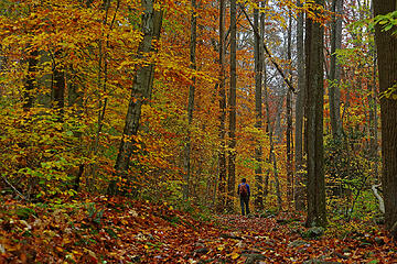 5- Hiking through an autumnal forest (selfie)