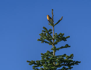 We were greeted by a varied thrush - who tried his best to sing/whistle as we passed . . .