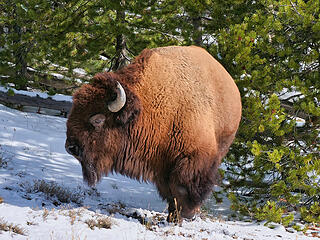 Bison with no legs copy