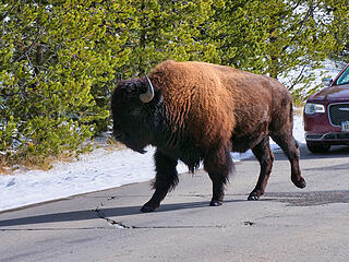 Bison in the road 2