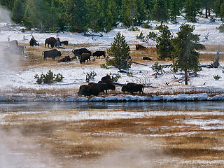 Bison by the river