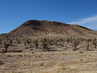departing area of great joshua tree forest