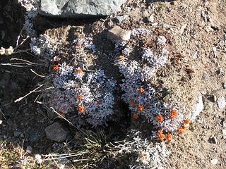 Orange blooms on Mount Maude