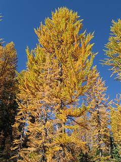 High Route larch