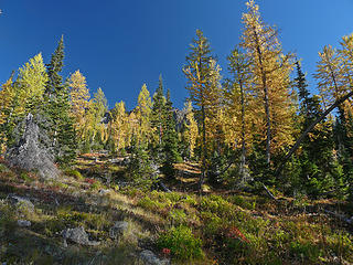 Larch forest on the way to Blue Lake