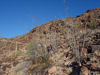 old trail and droughty ocotillo