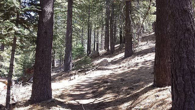 Woodsy trail