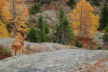 Marley enjoying the fall colors on the route up to Lake Donald