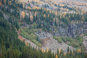 Larch on the cliffs above Lake Julius