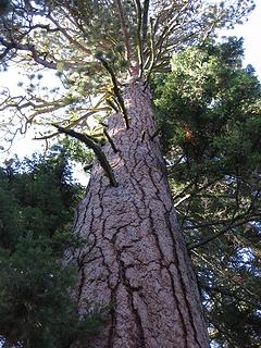BIG Pine