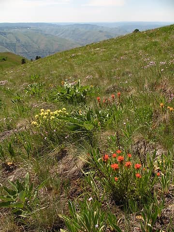 Wildflowers atop Puffer Butte in the Blue Mountains, Southeast Washington.
