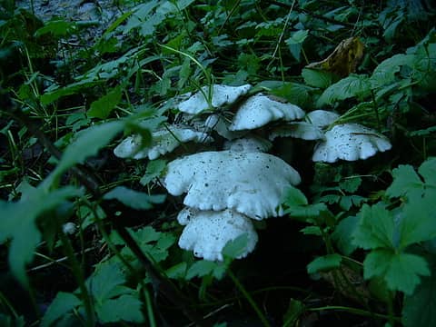 White mushroom cluster