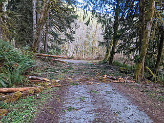 Messy alder fall just before the reroute