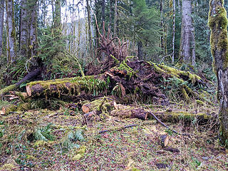 Huge tree down near the old Granite Creek trailhead